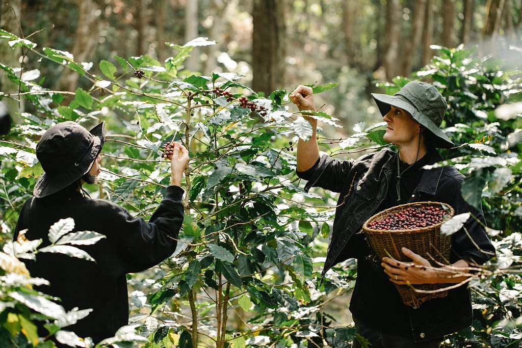 koffie plant coffee plant coffee tree verse koffie bonen aanbieding goedkoop lekkerste koffie bestellen